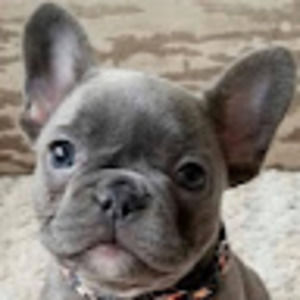 Meet your Posher, Stella